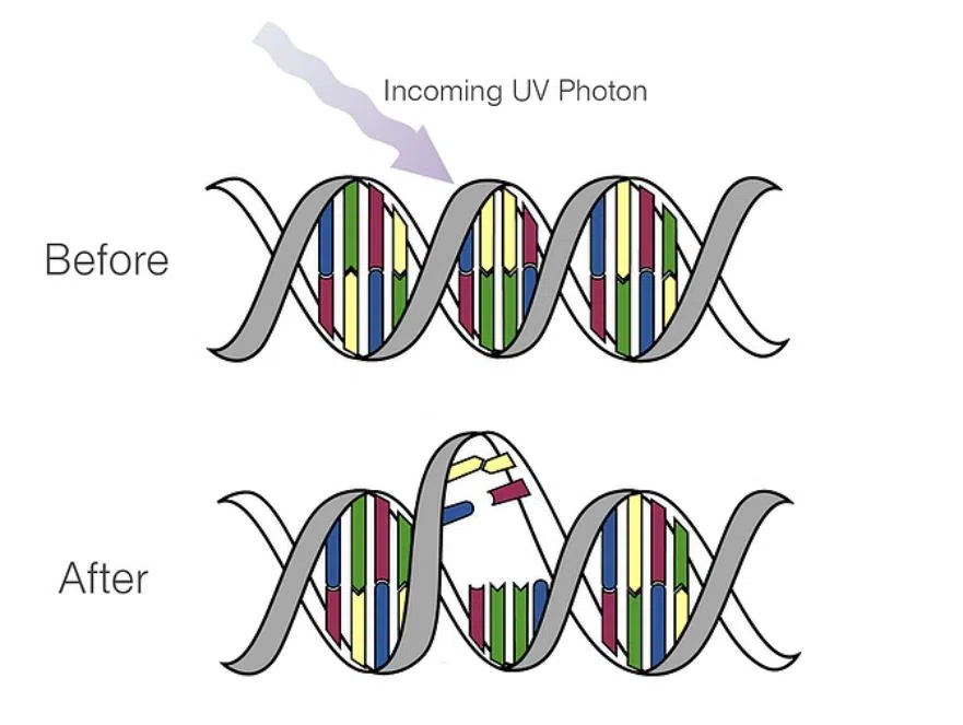 dna photon (1)