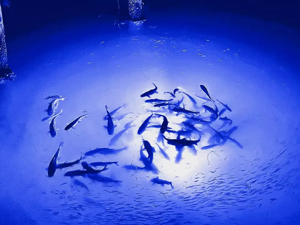 Phototaxis 2 Phototaxis 2