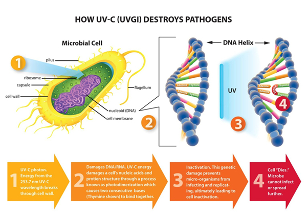 How UVC destroys pathogens