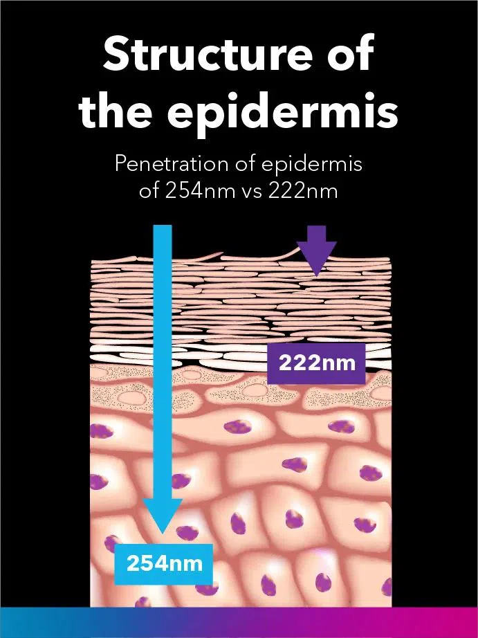 structure of the epidermis.png