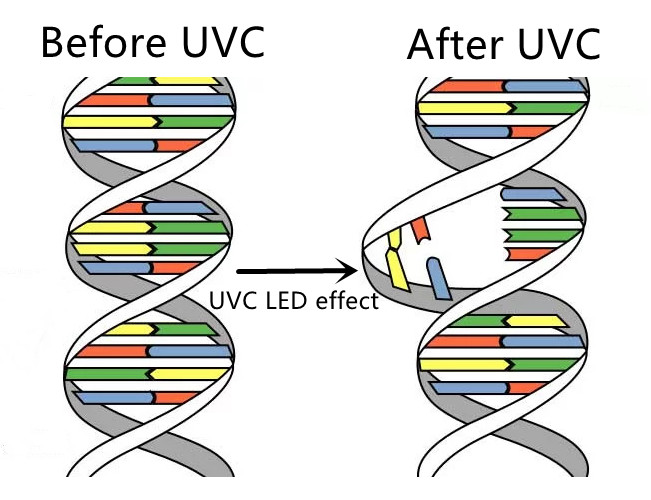 UVC LED disinfection principle