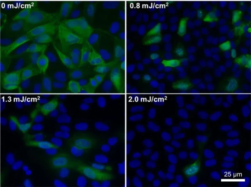 222nm light effect on virus disinfection