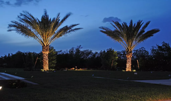 best solar lights for palm trees