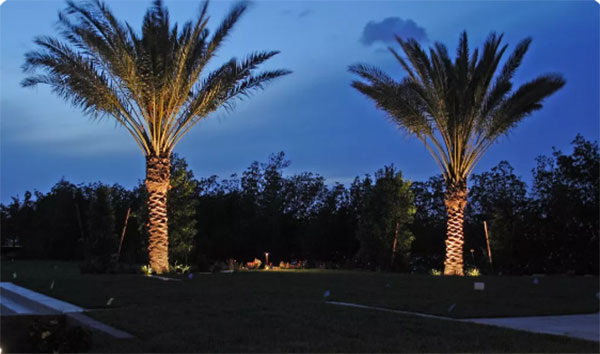 Guide to Up Light for Your Palm Trees at Night