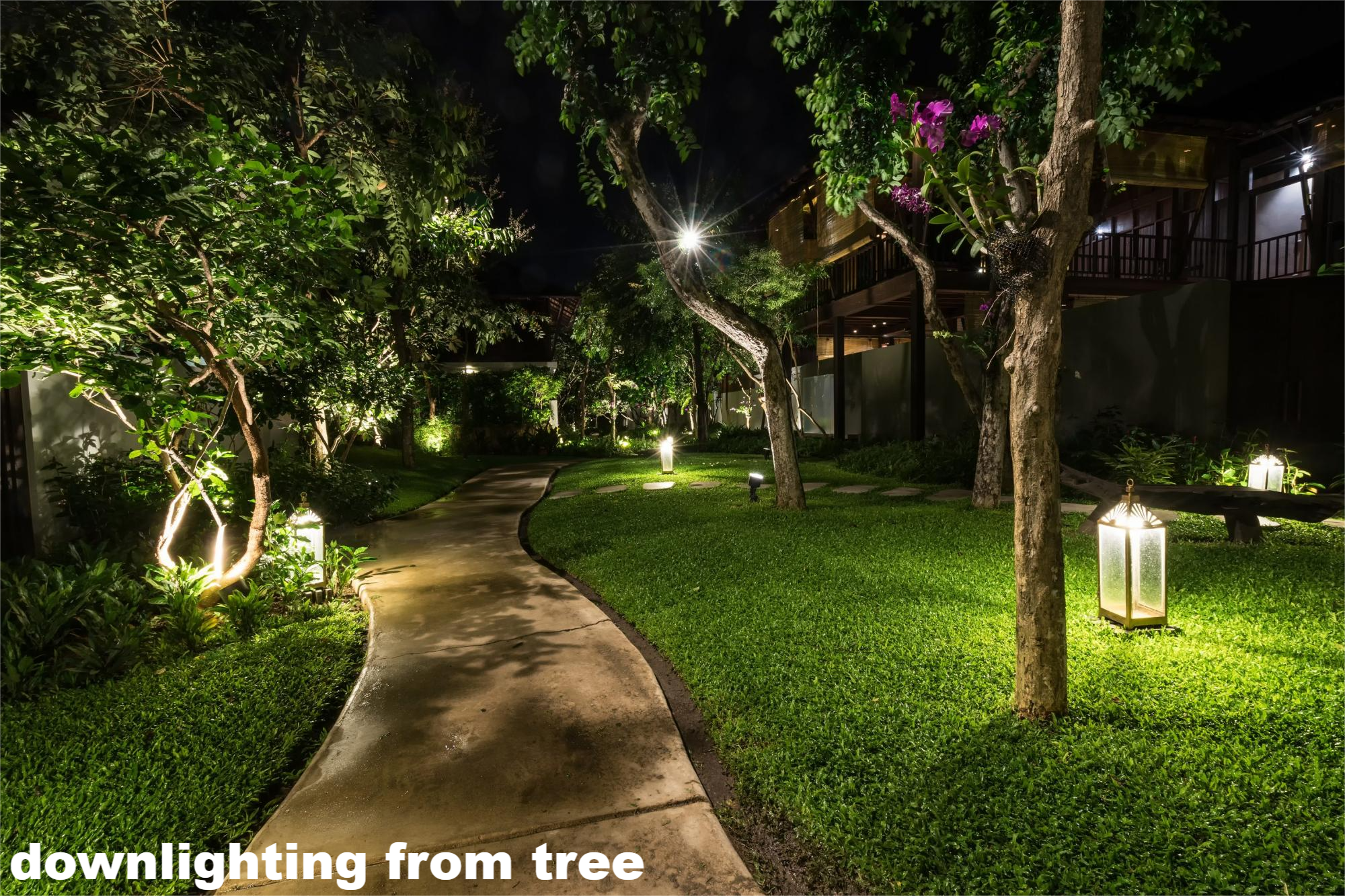 downlighting from trees
